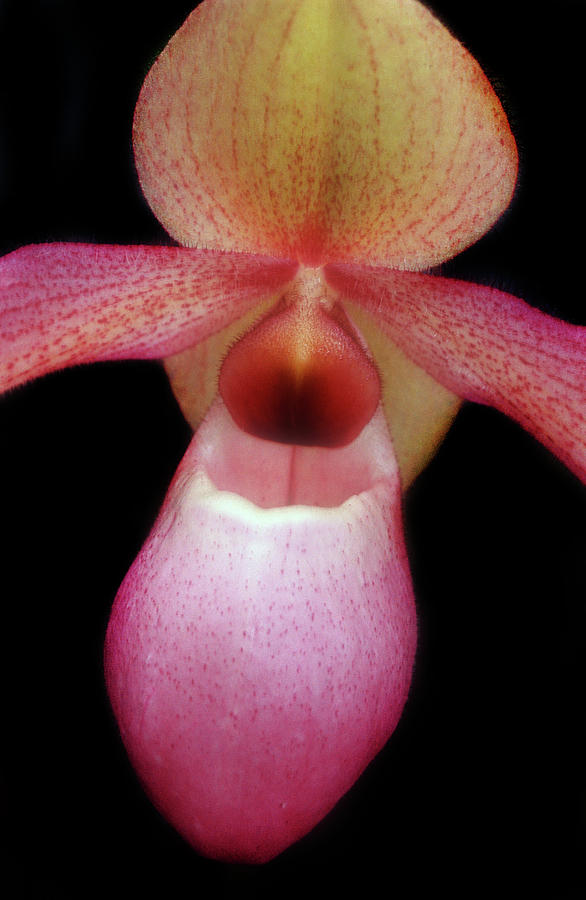 Lady Slipper Orchid #1 Photograph by Dave Mills