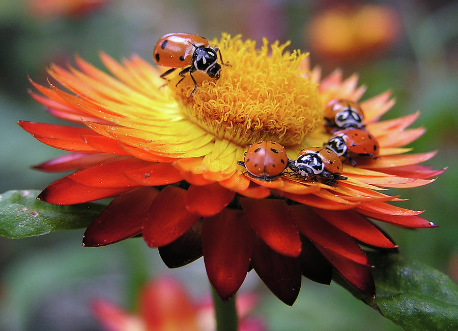 Ladybug Gathering #1 Photograph by Carol Milisen
