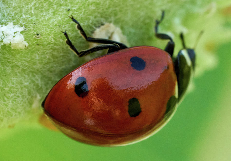 Ladybug Photograph - Ladybug, ladybird #1 by Yuri Chaban