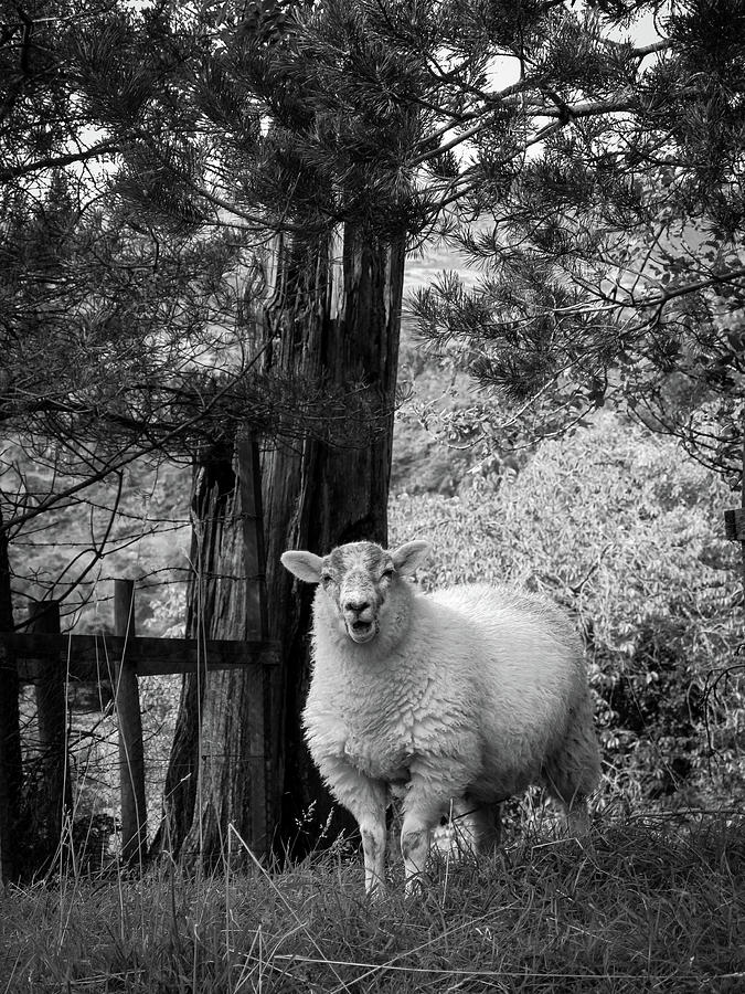 Lake District sheep posing for the camera #1 Photograph by Seeables Visual Arts