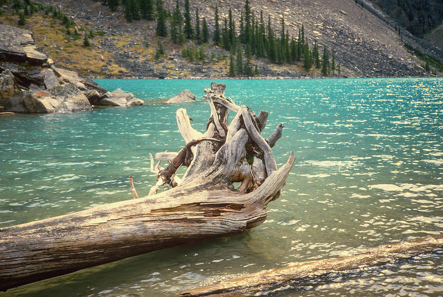 Lake Louise Driftwood #1 Photograph by Gordon James Lake Louise Driftwood #1 Photograph by Gordon James