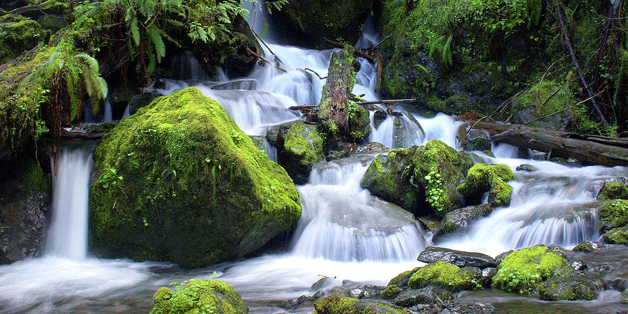 Olympic National Park Photograph - Lake Quinault Waterfall Vista by Douglas Taylor