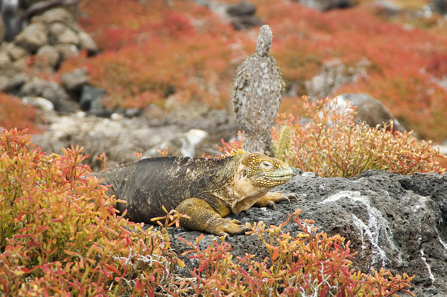 Land Iguana, Galapagos Islands #1 Photograph by Daniel Sambraus