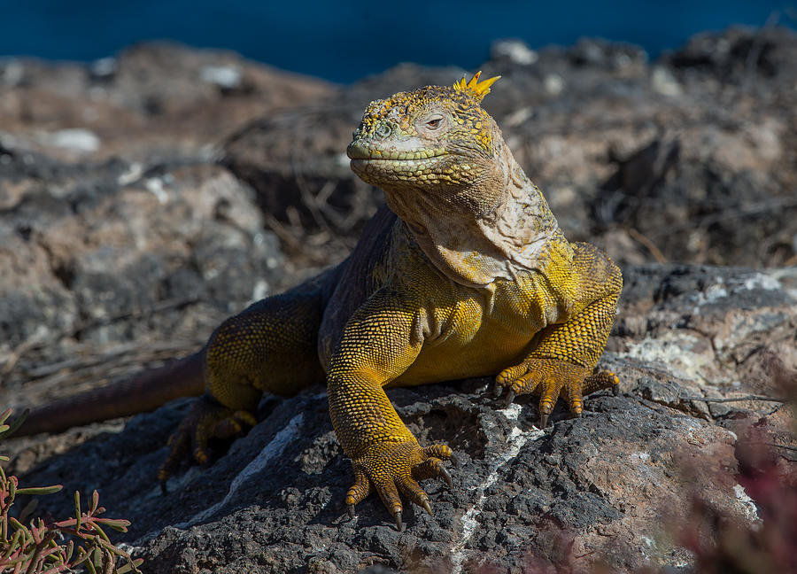 Land iguana #1 Photograph by Mantaphoto