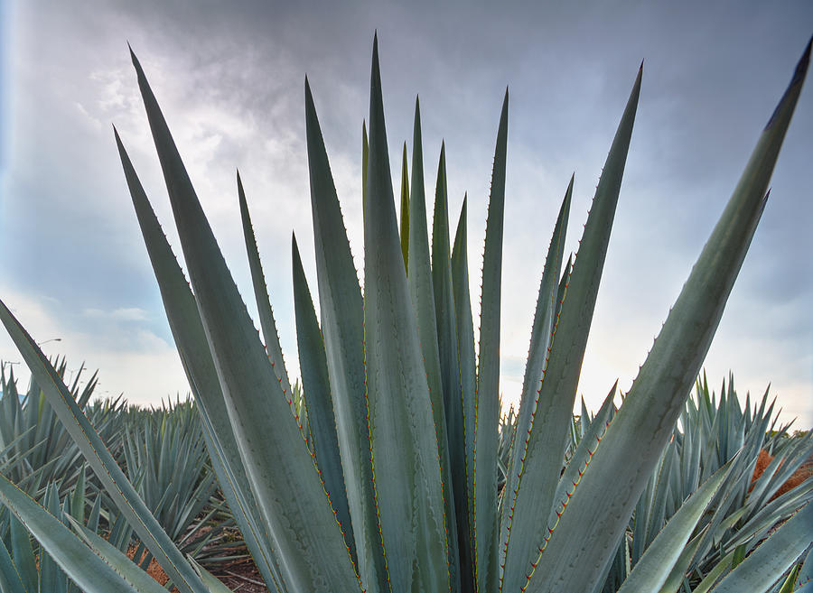Landscape Blue Agave #1 Photograph by Showing the world ..