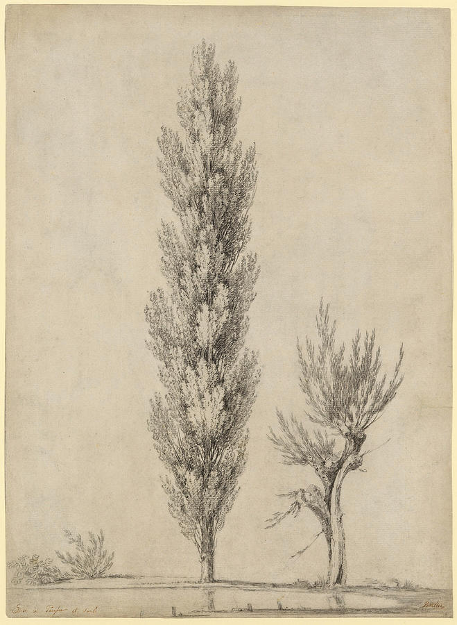 Landscape with a Poplar and a Willow Tree at the Edge of a Pond #2 Drawing by Jean-Victor Bertin