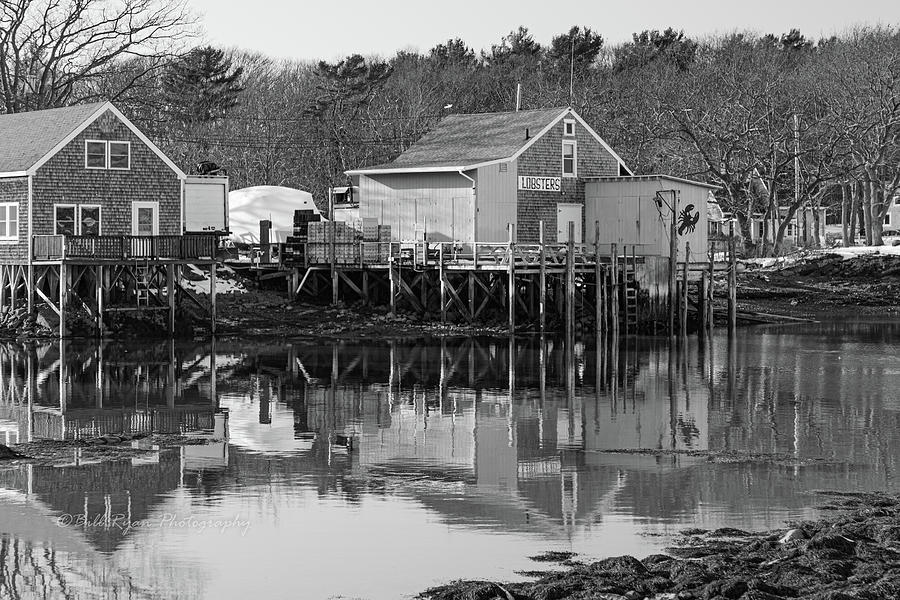 Langsford Rd Lobster Photograph by Bill Ryan - Fine Art America