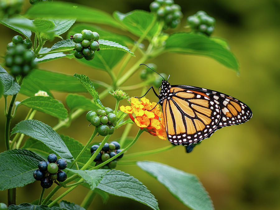 Lantana Butterfly  #1 Photograph by Rachel Morrison