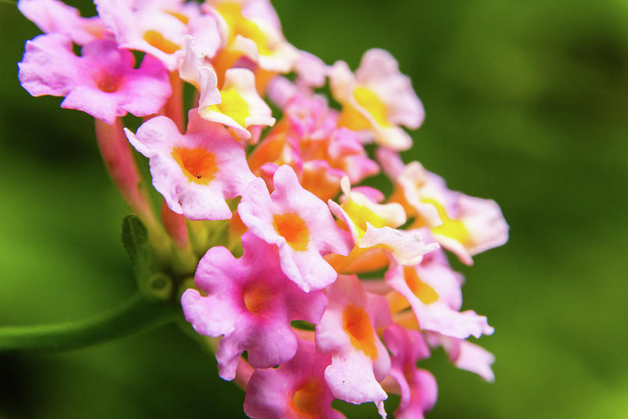 Lantana flower #1 Photograph by SAURAVphoto Online Store