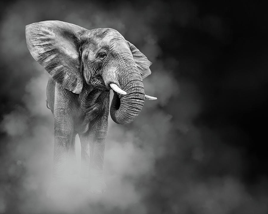 Large African Elephant In The Dust Photograph by Good Focused