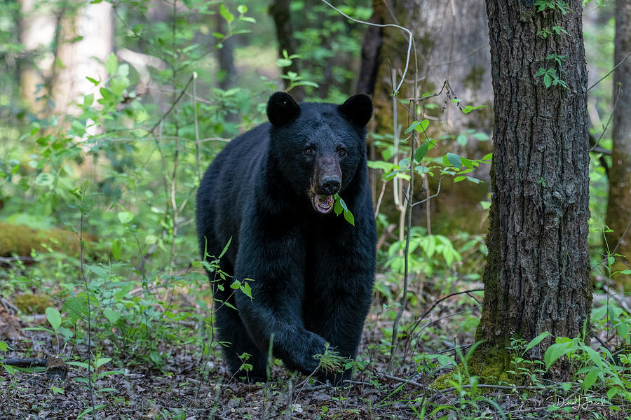 Large black bear eating leaves #1 Photograph by Dan Friend