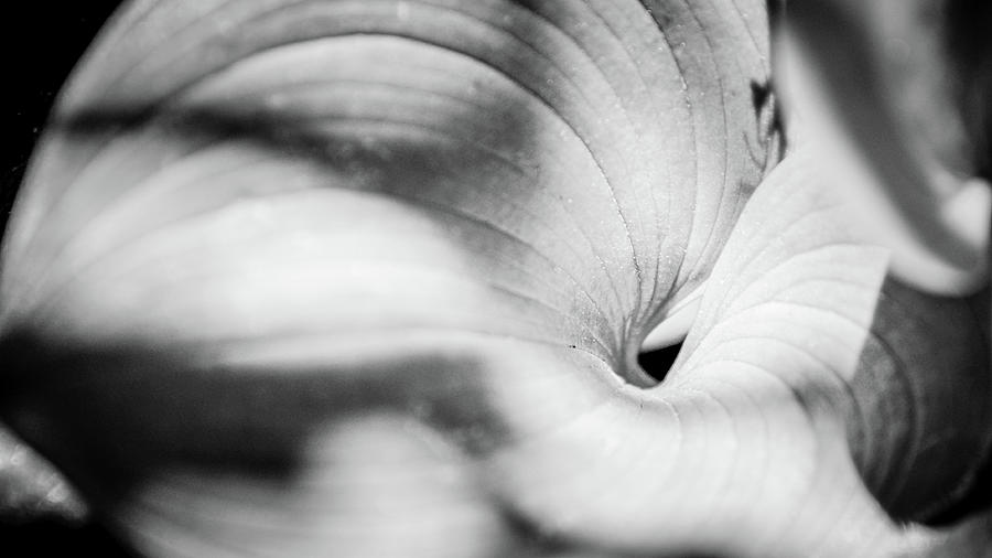 Large curled leaf #1 Photograph by Mike Fusaro
