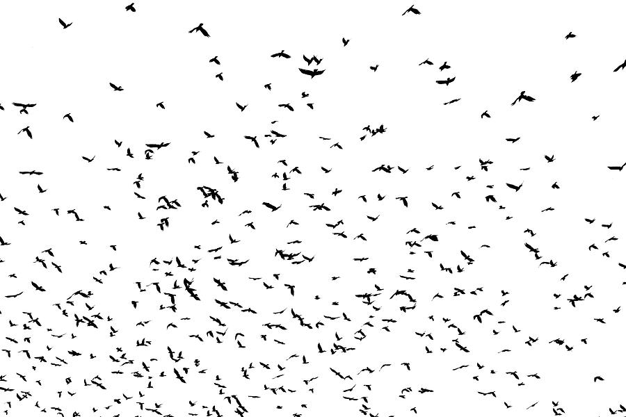 Large Flock Of Crows