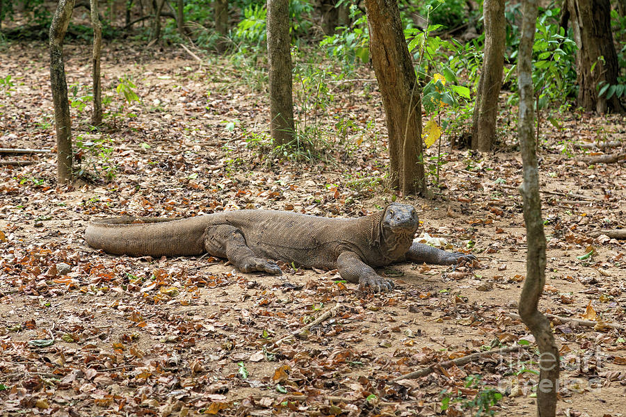 Large Komodo Dragon Photograph by Danaan Andrew - Fine Art America