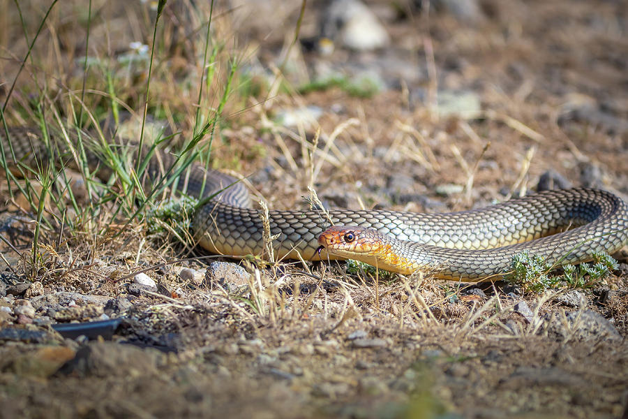 Large whipsnake - Dolichophis caspius Photograph by Jivko Nakev