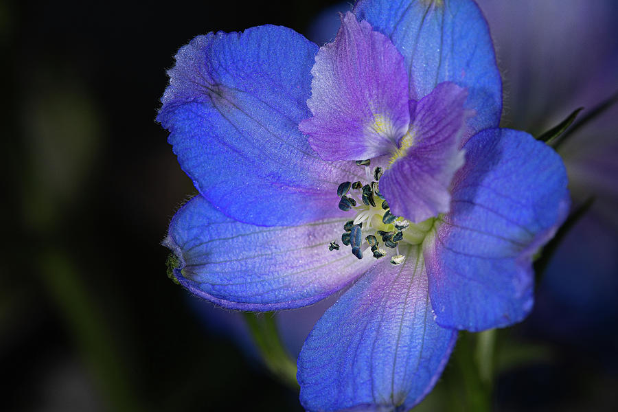 Larkspur Photograph by Isaac Ber Photography - Fine Art America