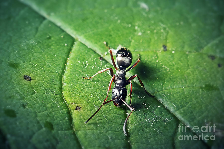Wildlife Photograph - Lasius niger Black Garden Ant Insect #1 by Frank Ramspott