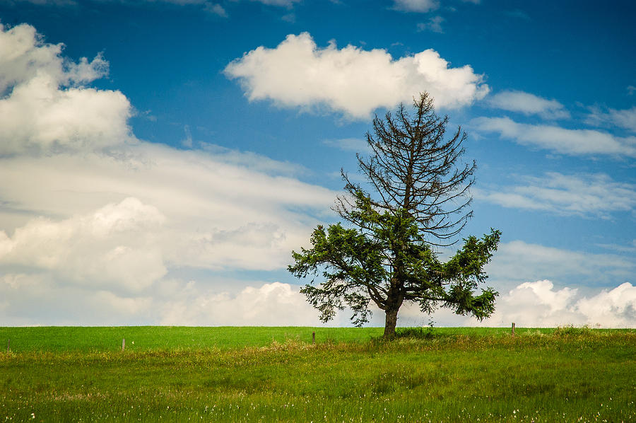 Last Tree Standing #1 Photograph by Achim Lammerts