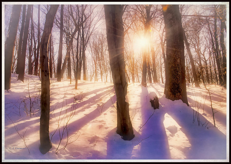 Late Afternoon Sunburst, Snowy Forest #1 Photograph by A Macarthur Gurmankin