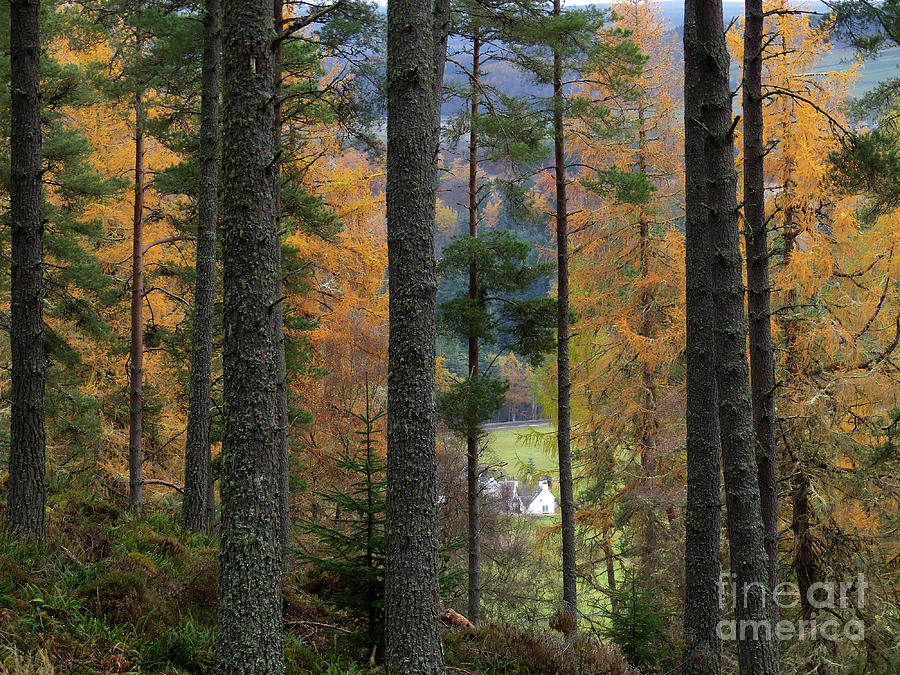 Late Autumn in the Forest #1 Photograph by Phil Banks