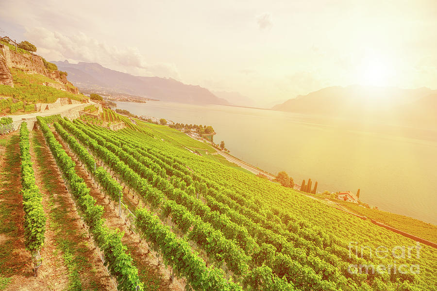 Lavaux Vineyard Terraces #1 Photograph by Benny Marty