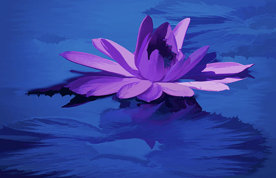 Lavender Blue Water Lily #1 Mixed Media by Rosalie Scanlon