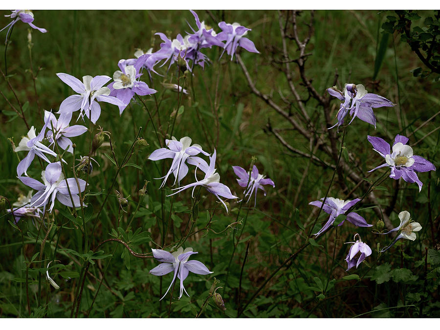 Lavender Columbines #1 Photograph by Mark Ivins