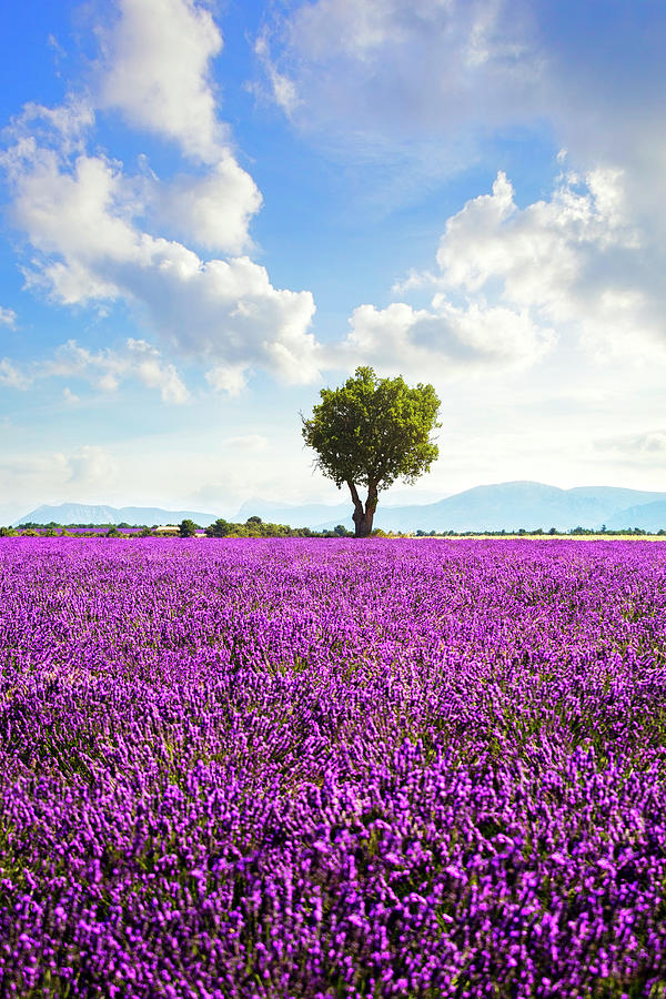 Lavender field and lonely tree. Provence, France #1 Photograph by Stefano Orazzini