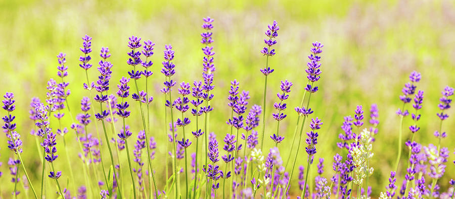 Lavender Field Photograph by Elvira Peretsman