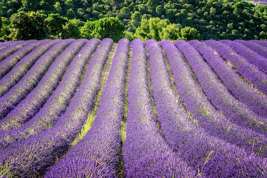 Lavender Field Photograph