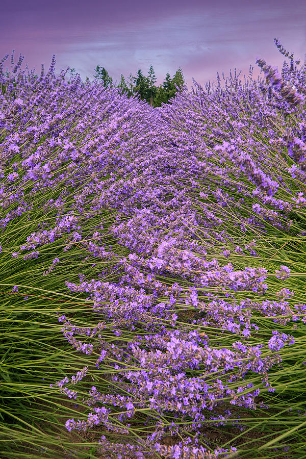 Lavender Field Photograph by Minnie Gallman