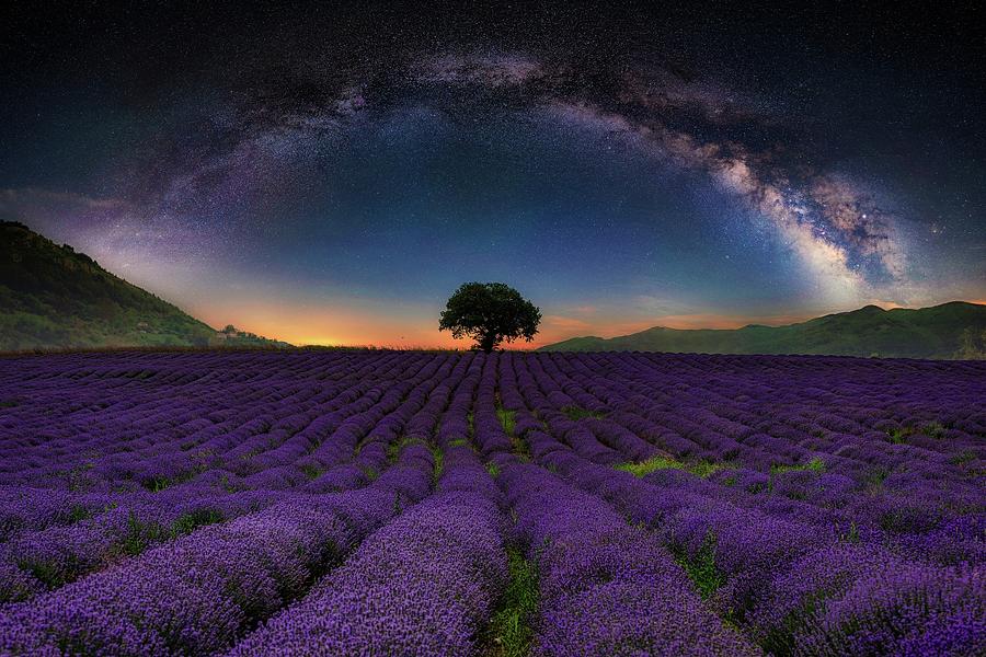 lavender field background
