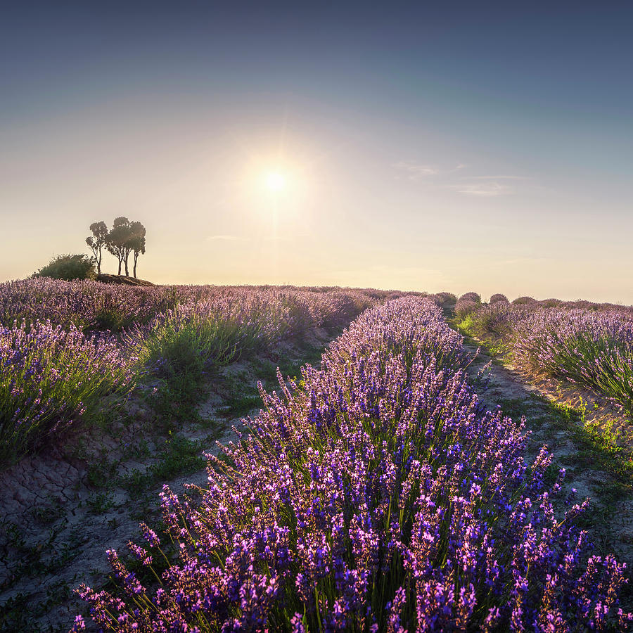 Lavender fields and trees at sunset. Santa Luce, Tuscany, Pisa,  #1 Photograph by Stefano Orazzini
