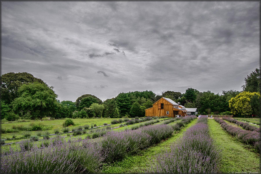 Lavender Fields #1 Photograph by Erika Fawcett