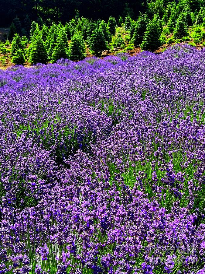 Lavender Fields Forever  #2 Photograph by Nick Gustafson