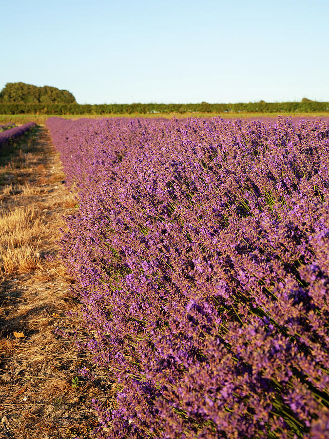 Lavender fields #1 Photograph by Ian Middleton