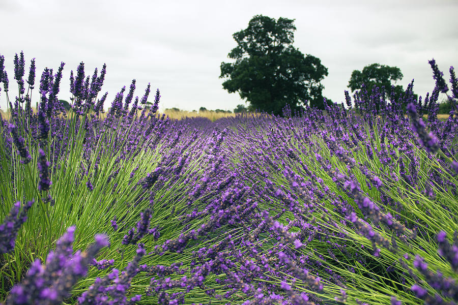 Lavender Fields Photograph
