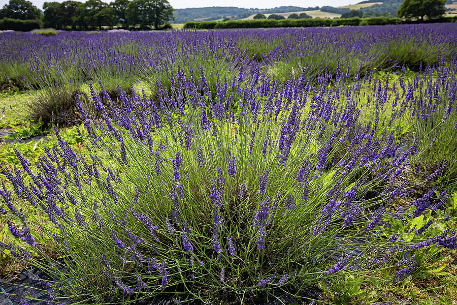 Lavender fields #1 Photograph by Shirley Mitchell