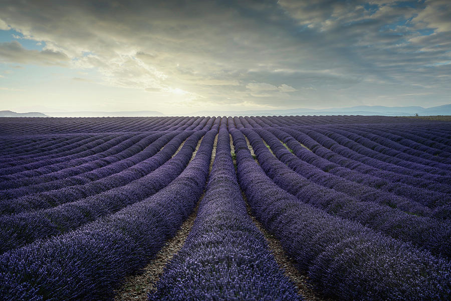 Lavender flower blooming fields endless rows at sunset. Valensol #1 Photograph by Stefano Orazzini