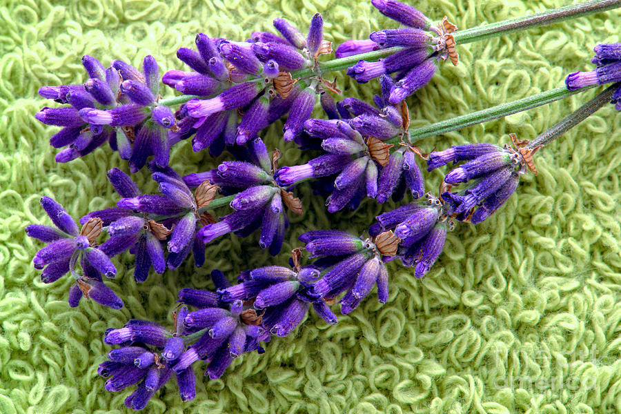 Fresh Lavender Flowers on Bath Towel in a Spa Photograph by Olivier Le Queinec