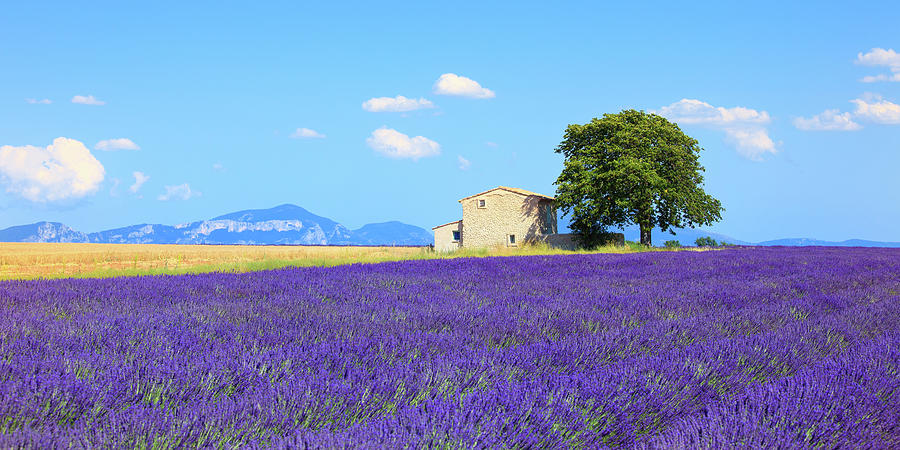 Lavender flowers blooming field, house and tree. Provence, Franc #1 Photograph by Stefano Orazzini