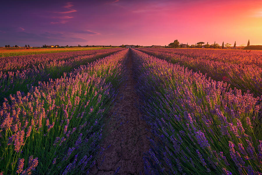 Lavender flowers fields and beautiful sunset. Cecina, Tuscany #1 Photograph by Stefano Orazzini