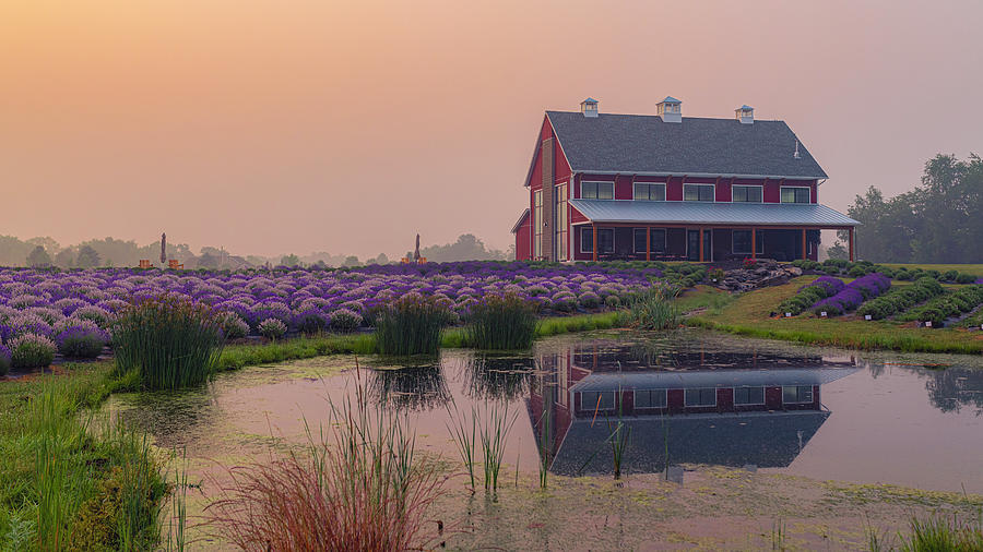 Lavender Life Sunrise II Photograph by Ryan Heffron