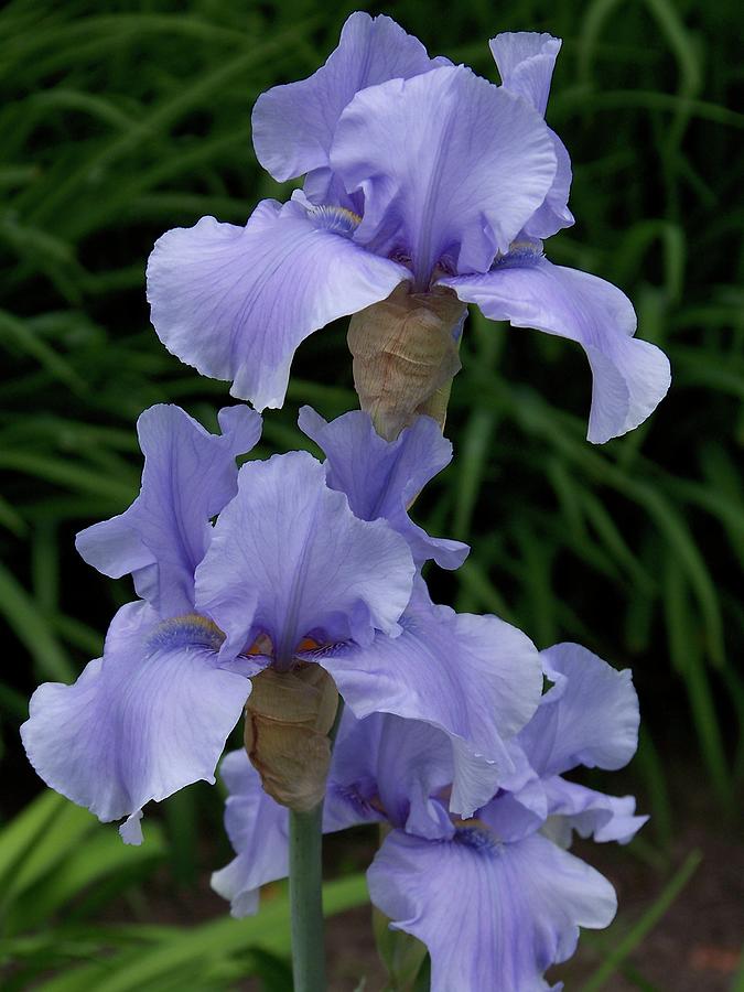 Lavender Iris #1 Photograph by Michelle Mahnke