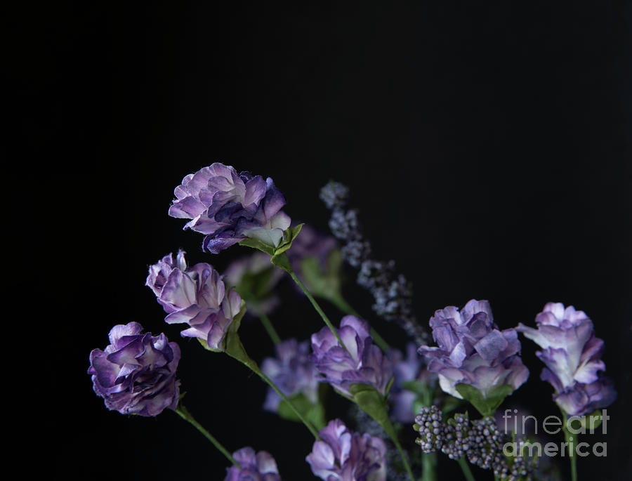 Lavender #1 Photograph by Juli Scalzi