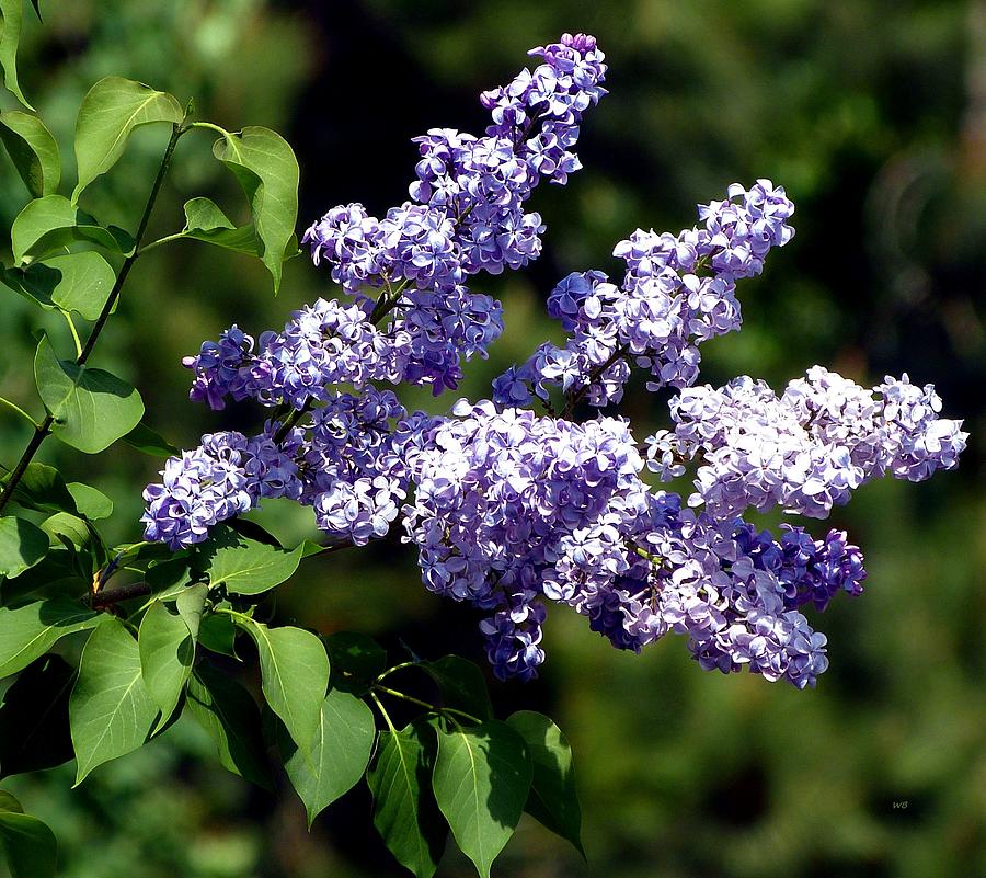 Spring Photograph - Lavender Lilacs In May by Will Borden