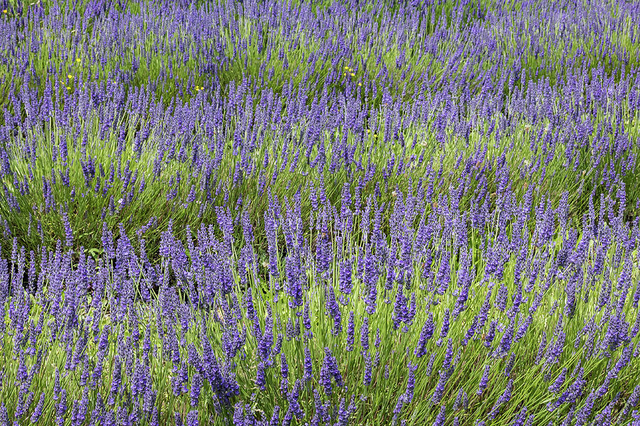 Lavender 1 Photograph by Shirley Mitchell
