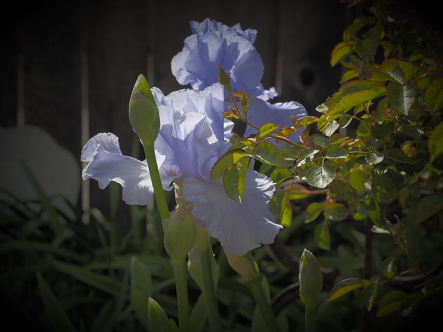 Lavender Spring Iris #2 Photograph by Richard Thomas