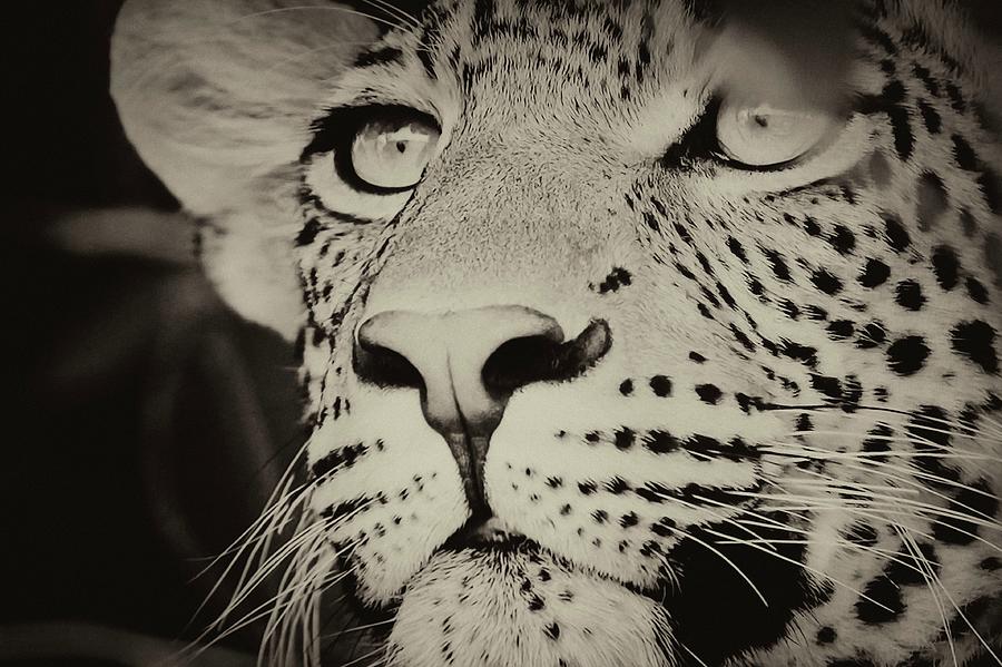 Le Leopard #1 Photograph by Jean Francois Gil
