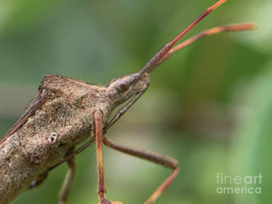 Leaf Footed Bug #2 Photograph by Catherine Wilson